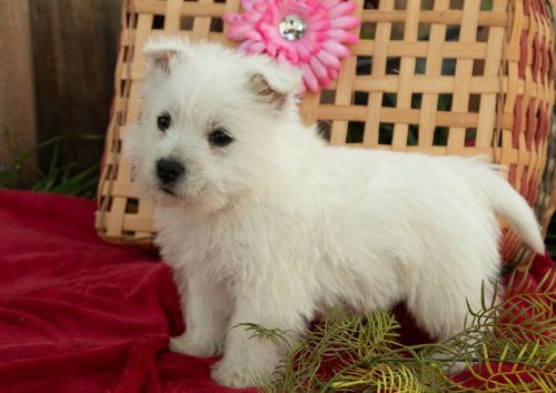 puppy, for, sale, West Highland White Terrier, Amos B. King, dog, breeder, Romney, WV, dog-breeder, puppy-for-sale, forsale, nearby, find, puppyfind, locator, puppylocator, aca